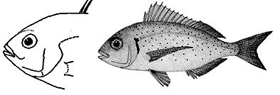 Pagellus bellotti_claves.jpg